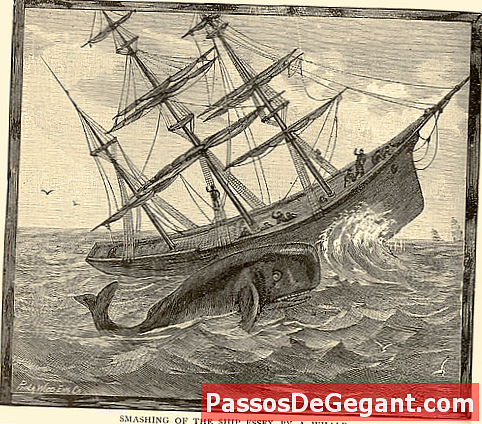 Amerikos laivas nuskendo spermos banginiu