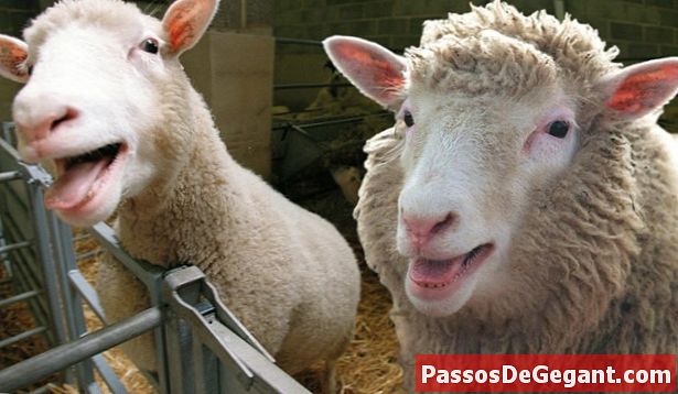 Dolly, a ovelha se torna o primeiro mamífero clonado com sucesso