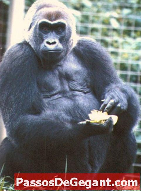 Eerste gorilla geboren in gevangenschap