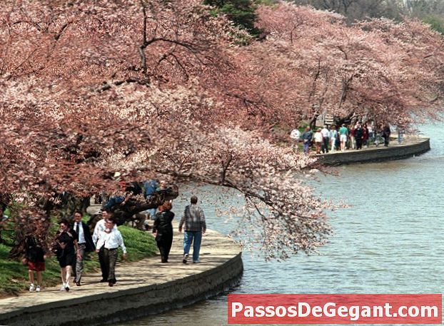 Potomaci äärde istutatud Jaapani kirsipuud