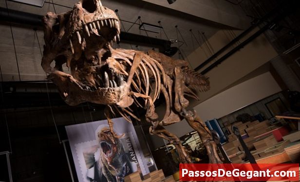 Squelette de Tyrannosaurus rex découvert